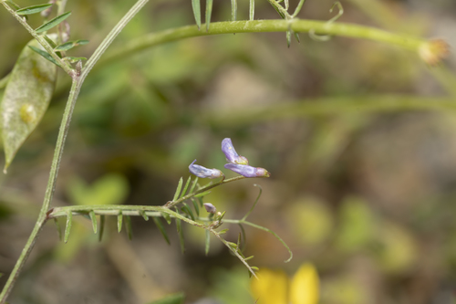 Image of Vicia palaestina by (c) Eleftherios Katsillis, some rights reserved (CC BY)