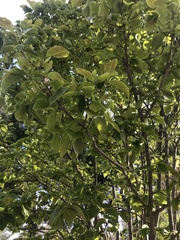 Magnoliopsida