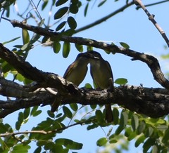 Pachyramphus polychopterus