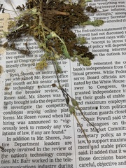 Erodium cicutarium