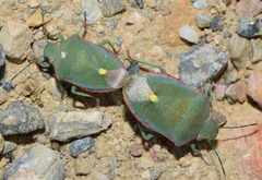 Brachynema cinctum