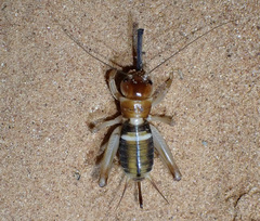 Apterogryllus