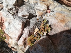 Drosanthemum stokoei