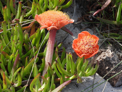Haemanthus coccineus