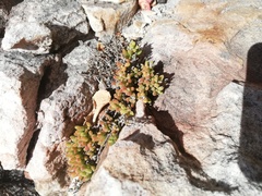 Drosanthemum stokoei