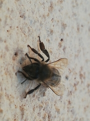 Apis mellifera