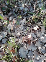 Luzula forsteri