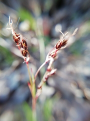 Luzula forsteri
