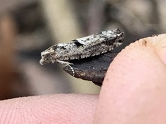 Pseudexentera hodsoni