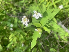 Lantana sprucei