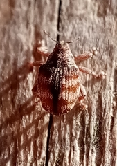 Coeliodes