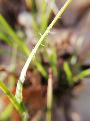 Luzula forsteri