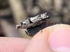 Pseudexentera hodsoni