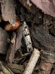 Pseudexentera hodsoni