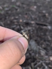 Pseudexentera hodsoni