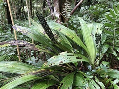 Calanthe formosana