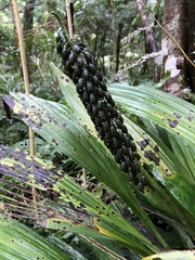 Calanthe formosana