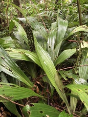 Calanthe formosana