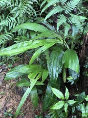 Calanthe formosana