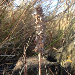 Thompsonella minutiflora