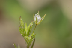 Sabulina tenuifolia