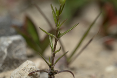 Sabulina tenuifolia