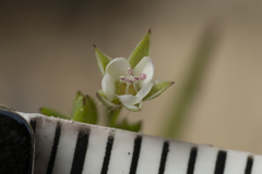 Sabulina tenuifolia