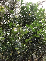 Ilex maximowicziana