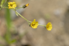 Crepis micrantha
