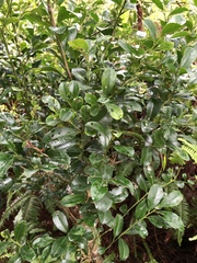 Ilex maximowicziana