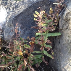 Phlebodium araneosum