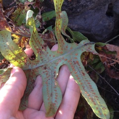 Phlebodium araneosum