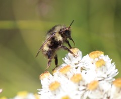 Bombus sitkensis