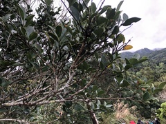 Ligustrum liukiuense