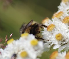 Bombus sitkensis