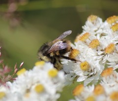 Bombus sitkensis