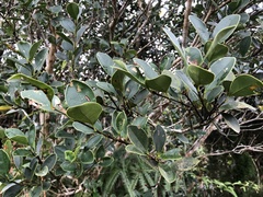 Ligustrum liukiuense