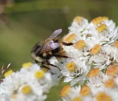 Bombus sitkensis