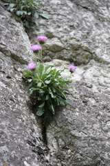 Jurinea bellidioides