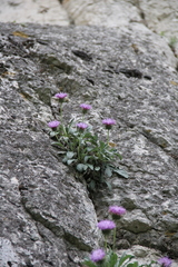 Jurinea bellidioides