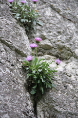 Jurinea bellidioides