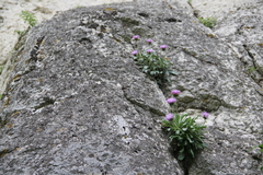 Jurinea bellidioides