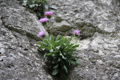 Jurinea bellidioides