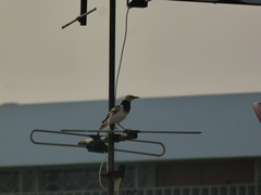 Gracupica nigricollis