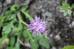 Jurinea bellidioides