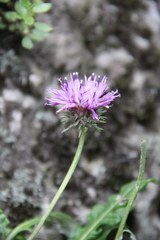 Jurinea bellidioides