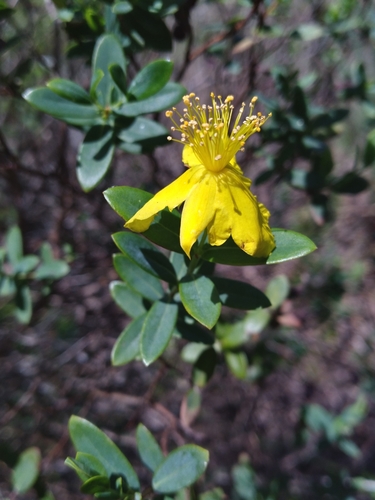 Arcadian St. johnswort (Hypericum edisonianum)