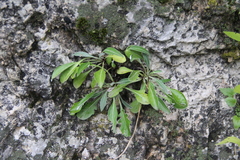 Jurinea bellidioides