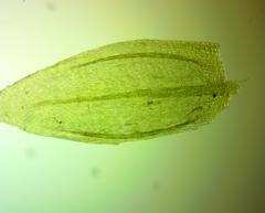 Brachythecium laetum