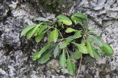 Jurinea bellidioides